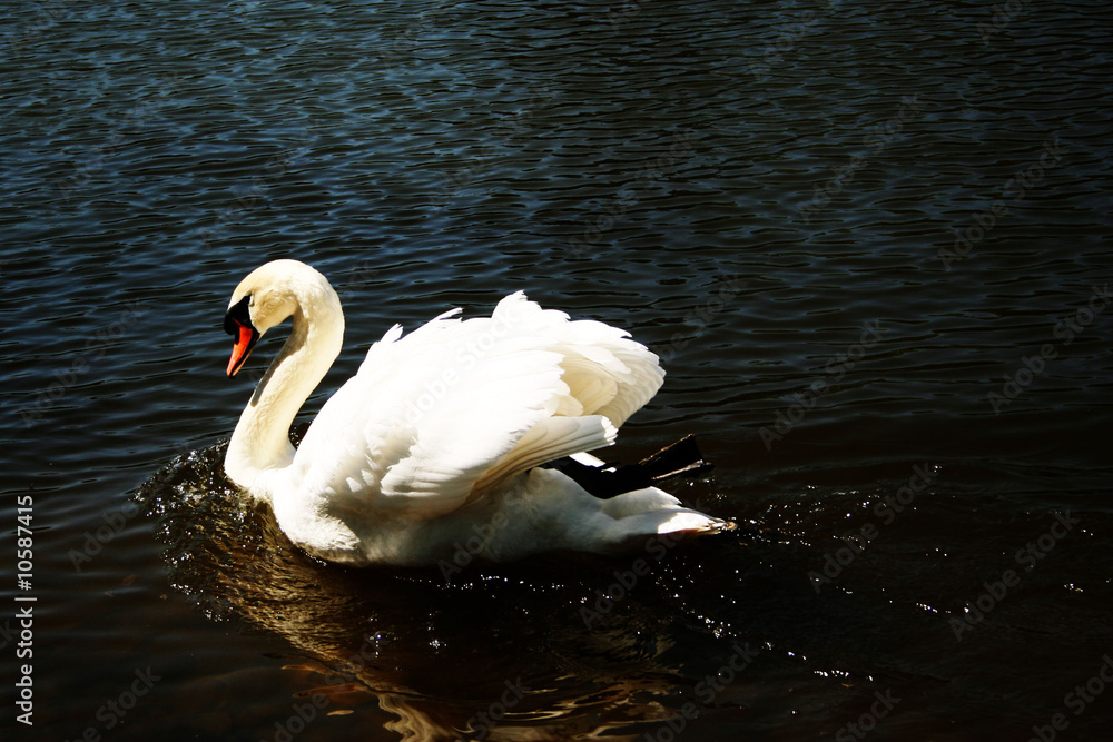 Fototapeta premium White Swan