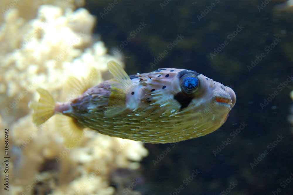 Obraz premium poisson coffre
