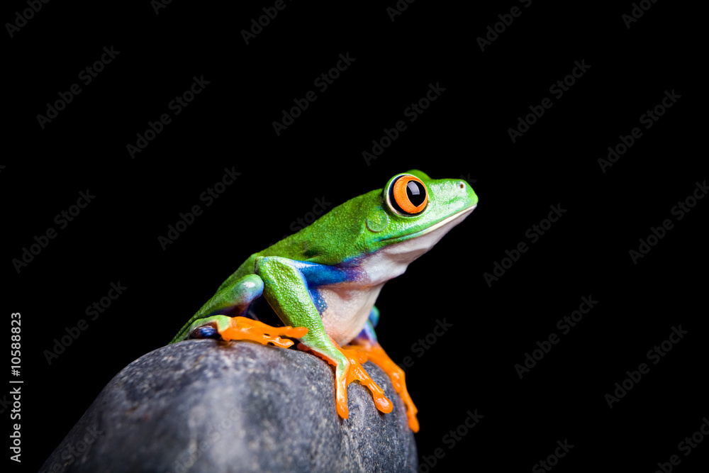 Obraz premium red-eyed tree frog on a rock