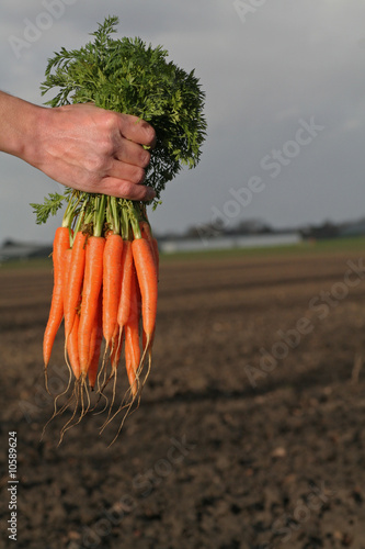 carrots