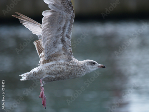 Möwe im Flug photo