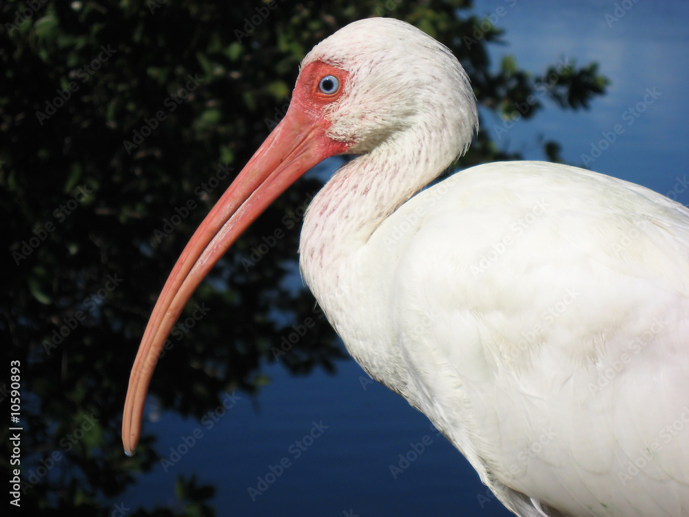 Fototapeta premium Sitting White Ibis