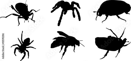 silhouettes insectes photo