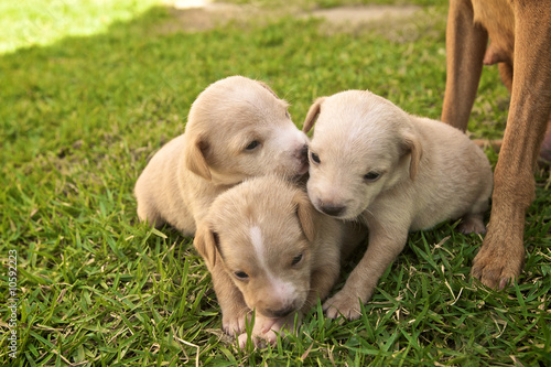 Puppies cuddling  and playing on the grass © CPJ Photography