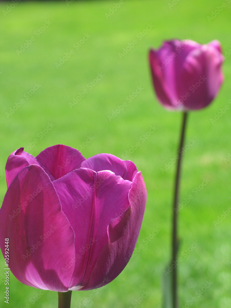 purple tulip and green grass purple tulip and green grass