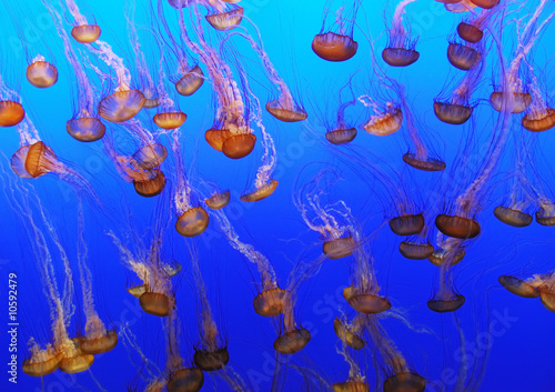 School of jellyfish photo