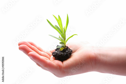 Small palnt in hand
