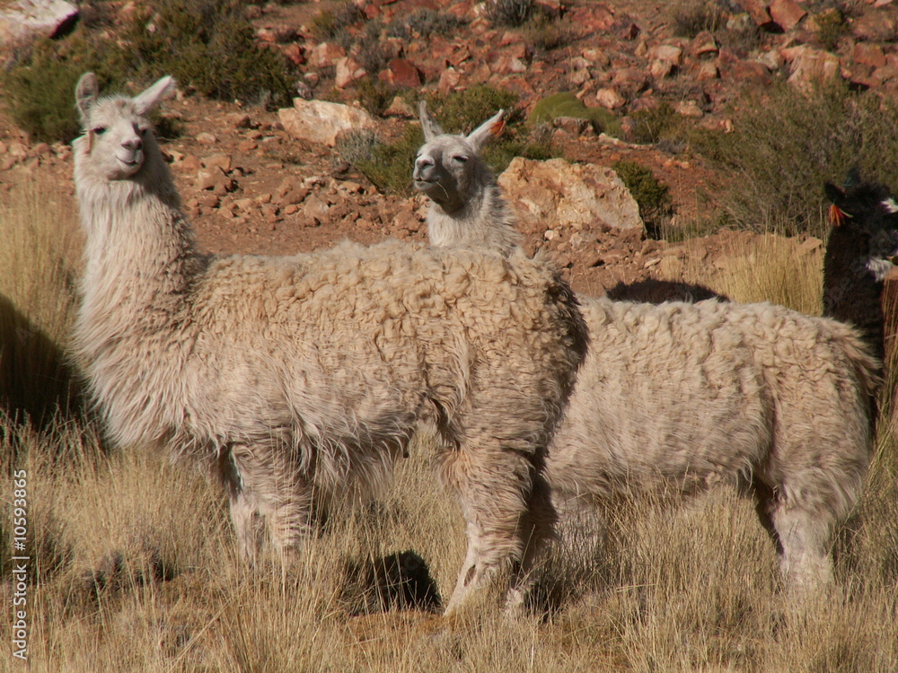 Obraz premium KONICA MINOLTA DIGITAL CAMERA