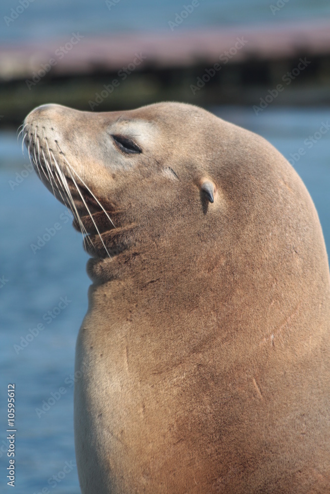 Fototapeta premium head of a sea-lion