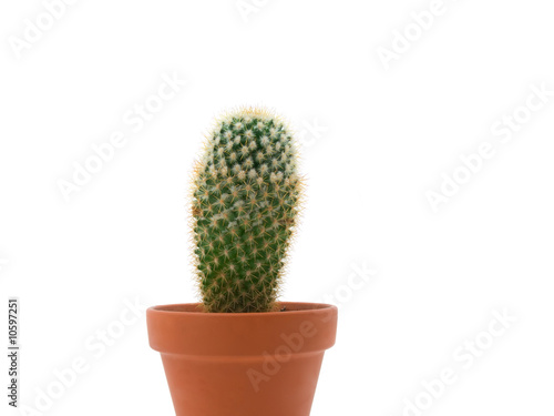 Small cactus in flowerpot Isolate on white.