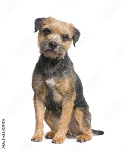 Photography Border terrier