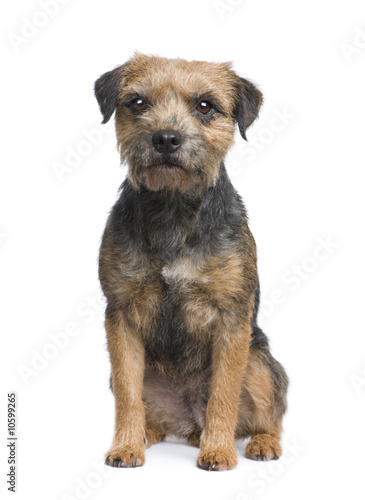 Konstfotografi Border terrier