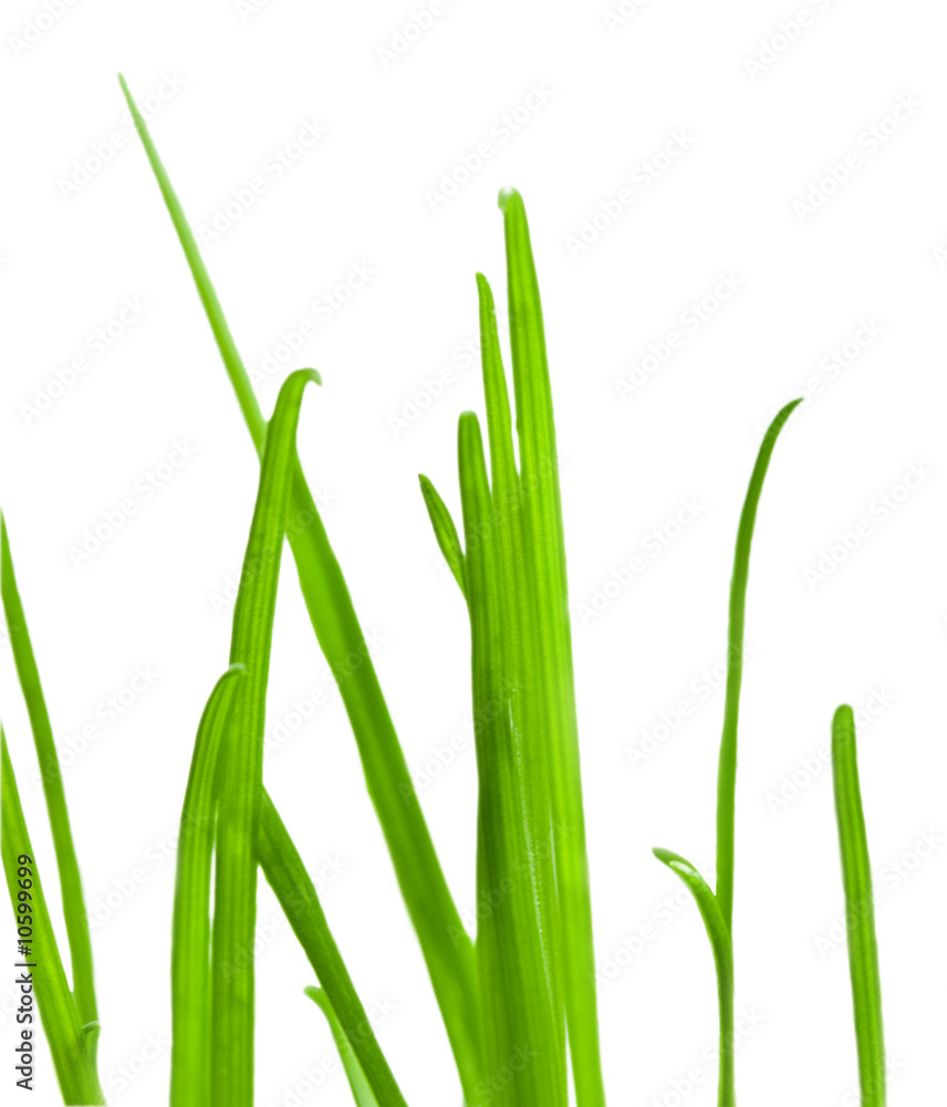 Obraz premium Green grass close-up