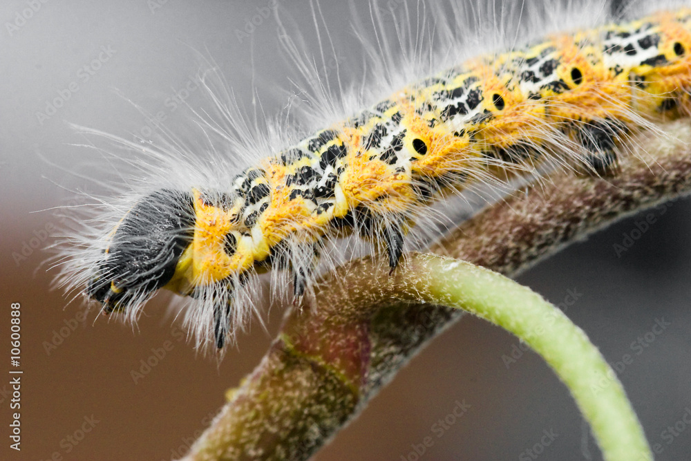 Fototapeta premium Caterpillar