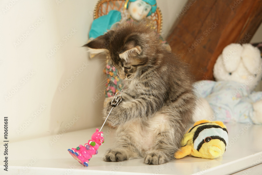 adorable chaton maine coon s'amusant avec son jouet adorable chaton maine coon s'amusant avec son jouet