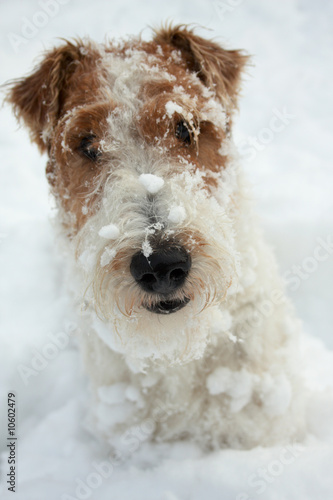 fox terrier dog photo