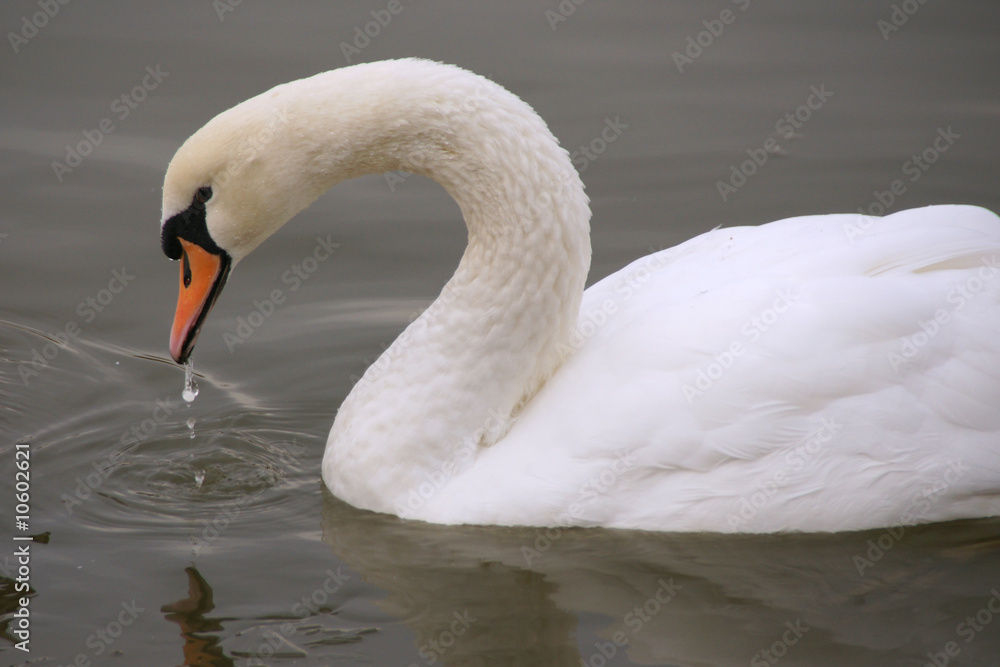 Obraz premium Swan with Water
