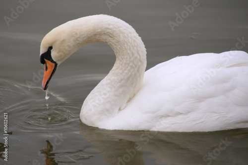 Swan with Water