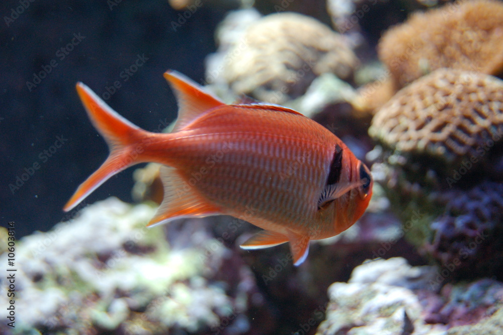 Obraz premium poisson tropical