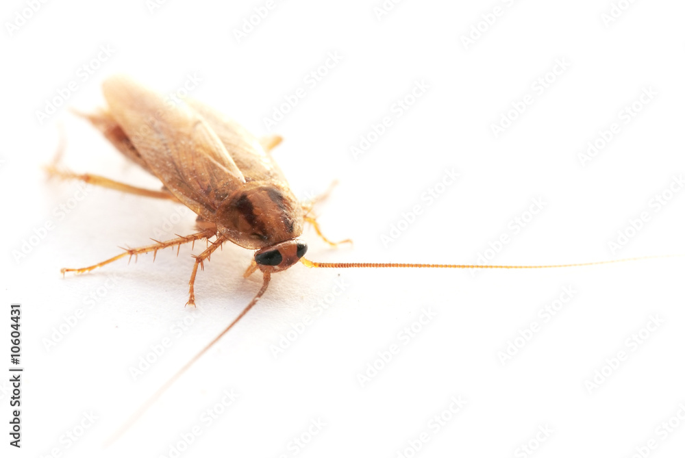 Cockroach on white background Cockroach on white background