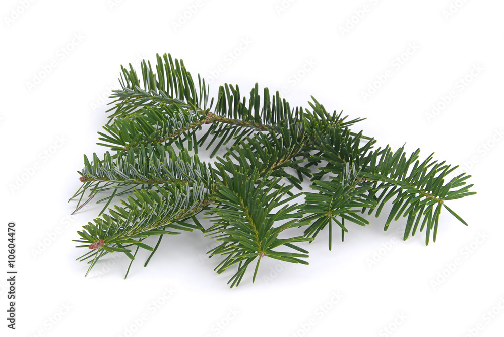 Tannenzweig - fir branch 03 Tannenzweig - fir branch 03