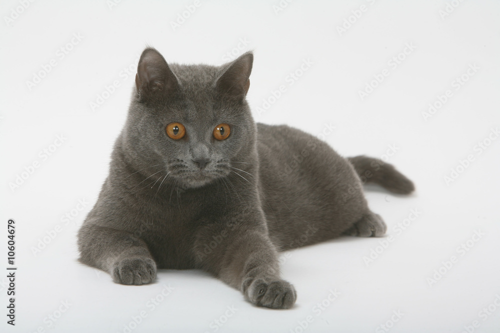 chat des chartreux allongé de face en studio