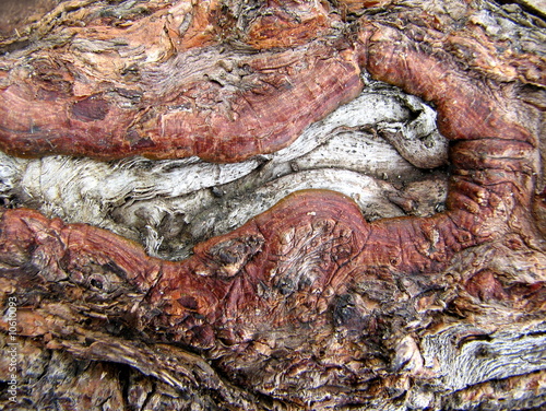 Background Macro of exposed tree roots