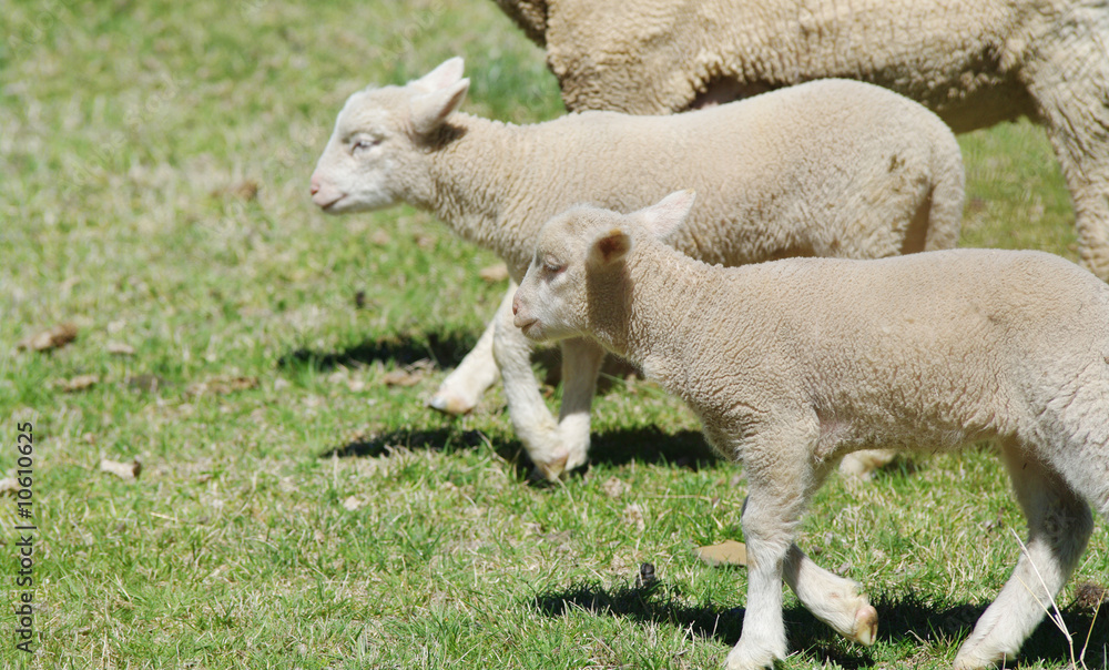Fototapeta premium young lambs on the farm