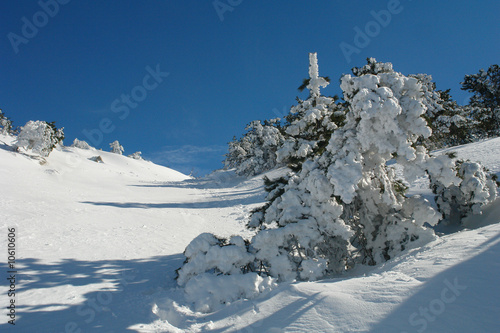 Obraz na plátně fur-tree in snow