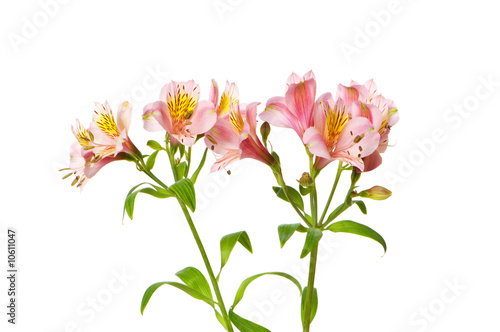 Colourful lilies isolated on the white background © Elnur