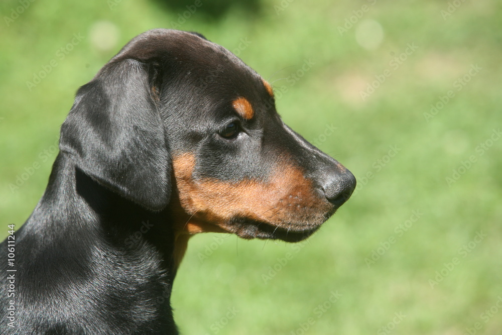 jolie tête de jeune dobermann de profil