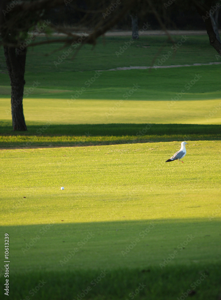 Möwe auf Golfplatz Möwe auf Golfplatz