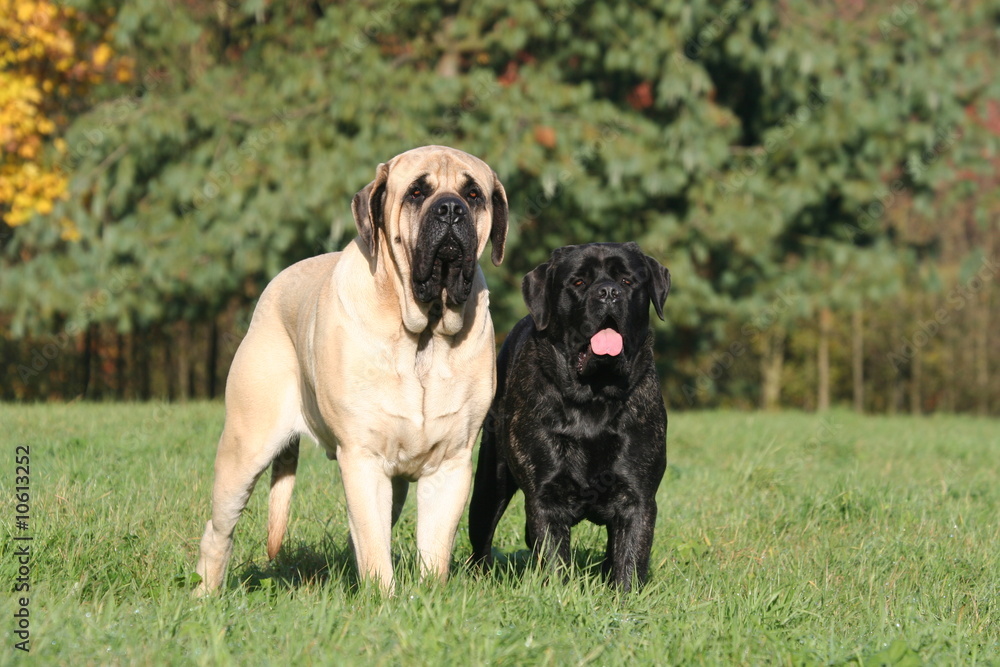 un grand et un petit mastiff en pose un grand et un petit mastiff en pose