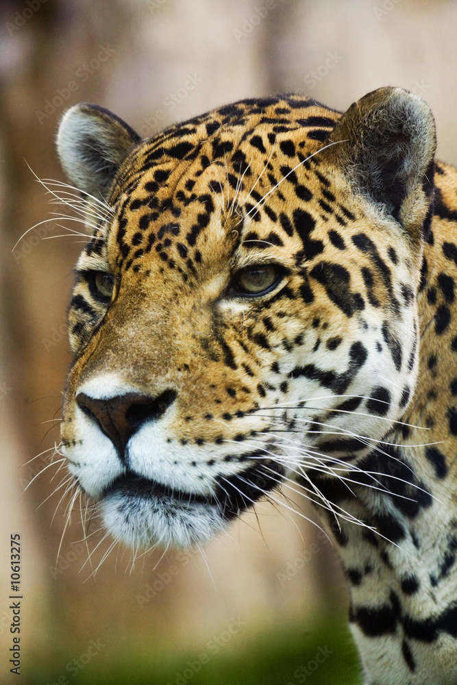 Close up Leopard Portrait Close up Leopard Portrait