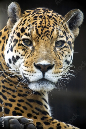 Fototapeta Naklejka Na Ścianę i Meble -  Close up Leopard Portrait