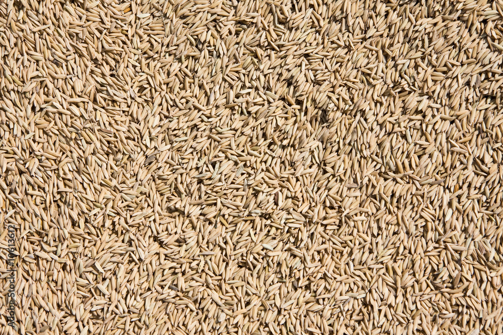 Rice Texture Rice Texture