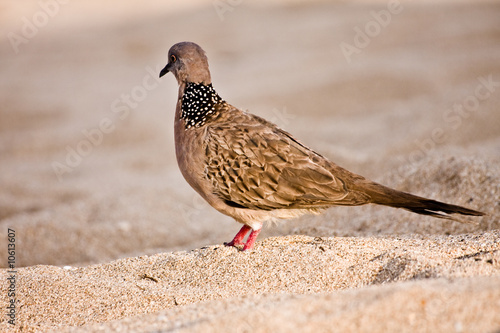 Pigeon @ Beach