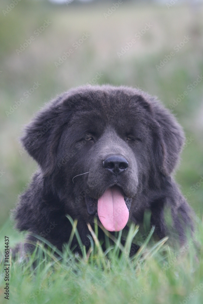 le dogue du tibetsur le point de s'endormir le dogue du tibetsur le point de s'endormir