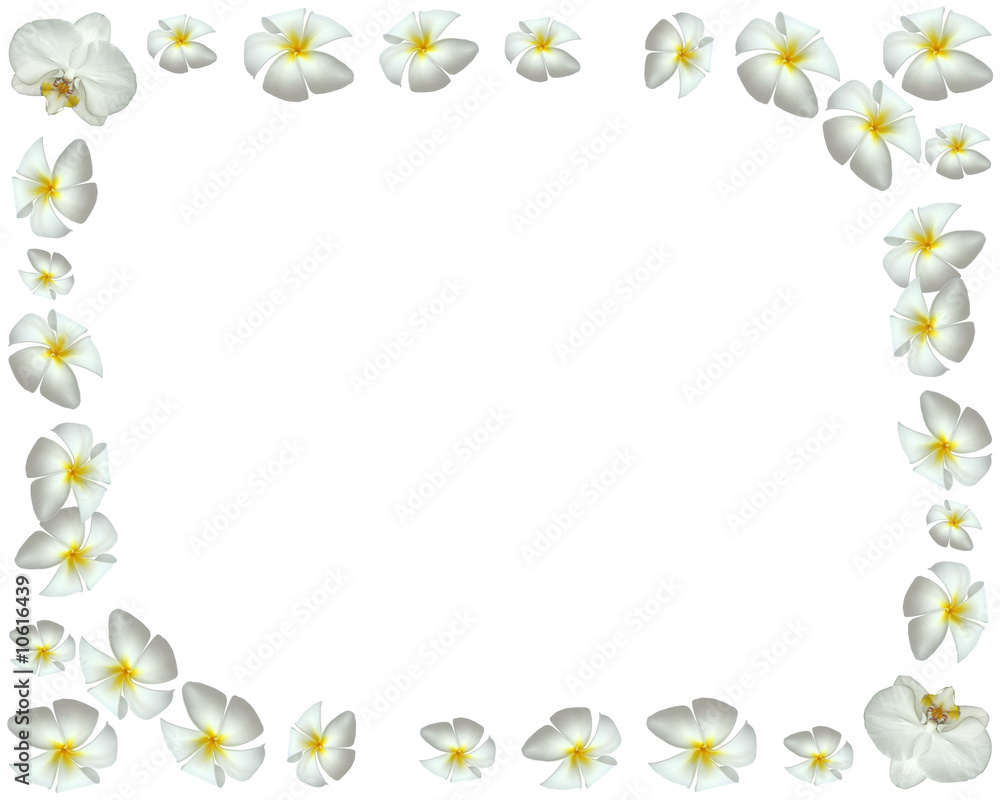 fleurs d'orchidées et de frangipaniers en bordure de page