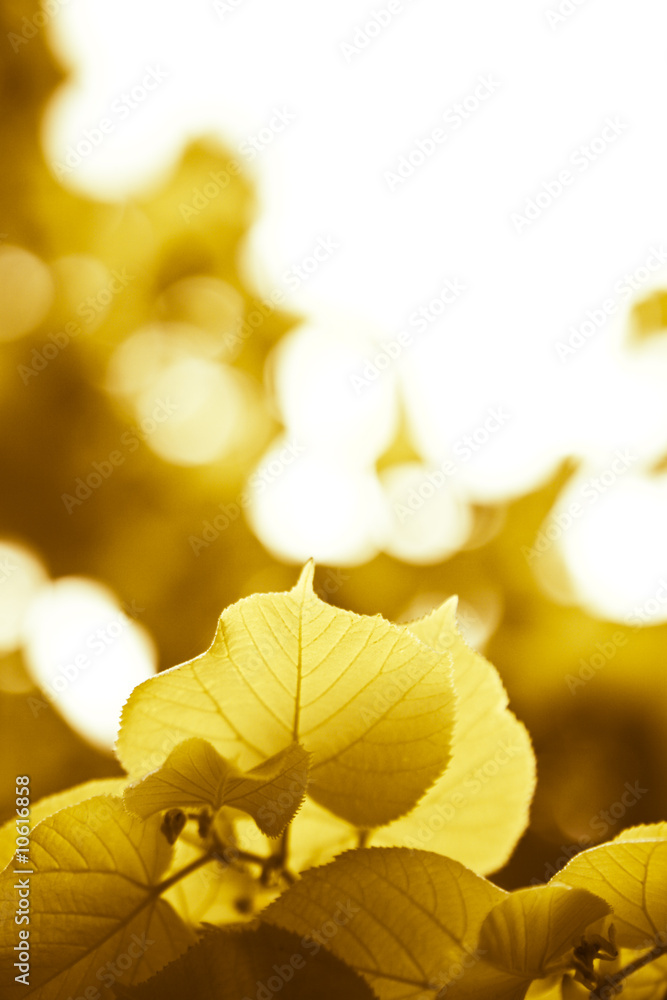 Autumn yellow leaves Autumn yellow leaves
