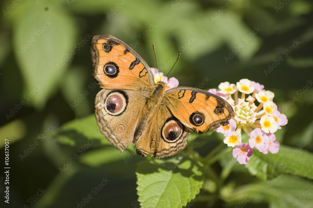 Fototapeta premium 蝶