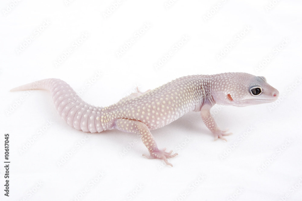 Obraz premium Leopard Gecko