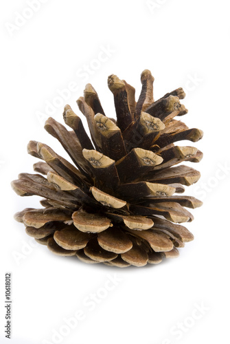 Pine Cone Isolated on White