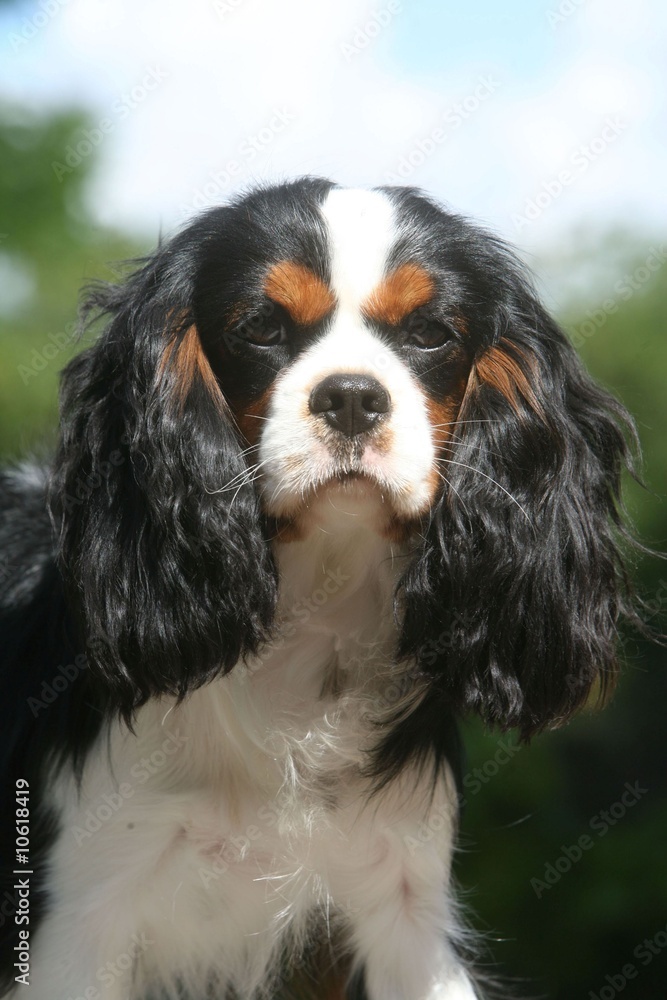 tete du cavalier king charles attentif et à l'écoute tete du cavalier king charles attentif et à l'écoute