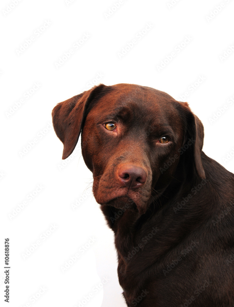 sad chocolate labrador