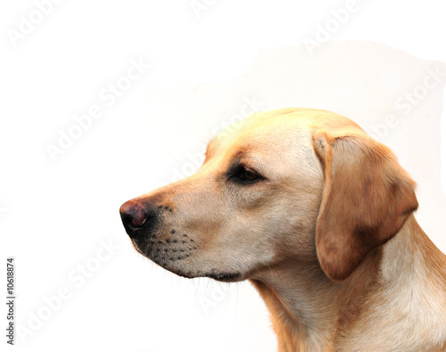 yellow labrador