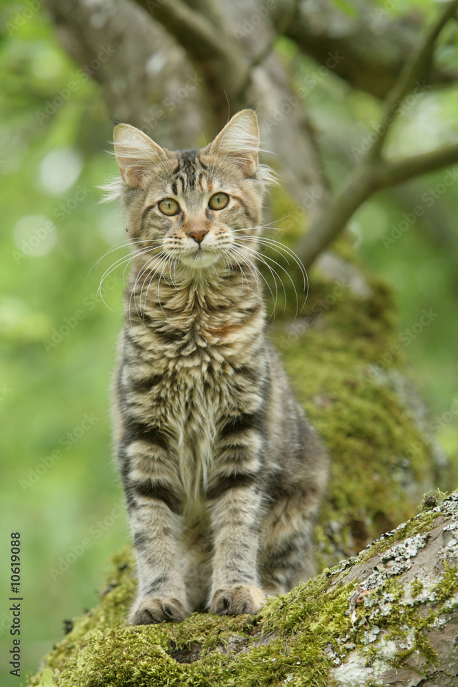 maine coon perché sur un arbre