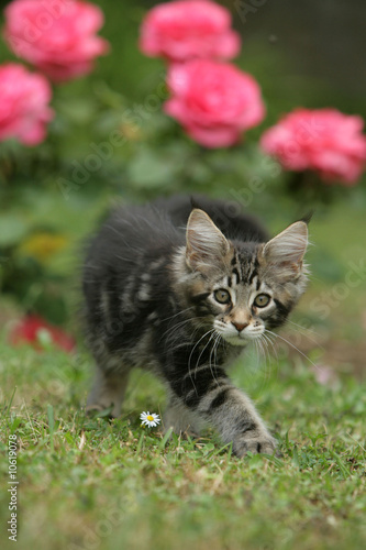 chaton maine coon en approche silencieuse