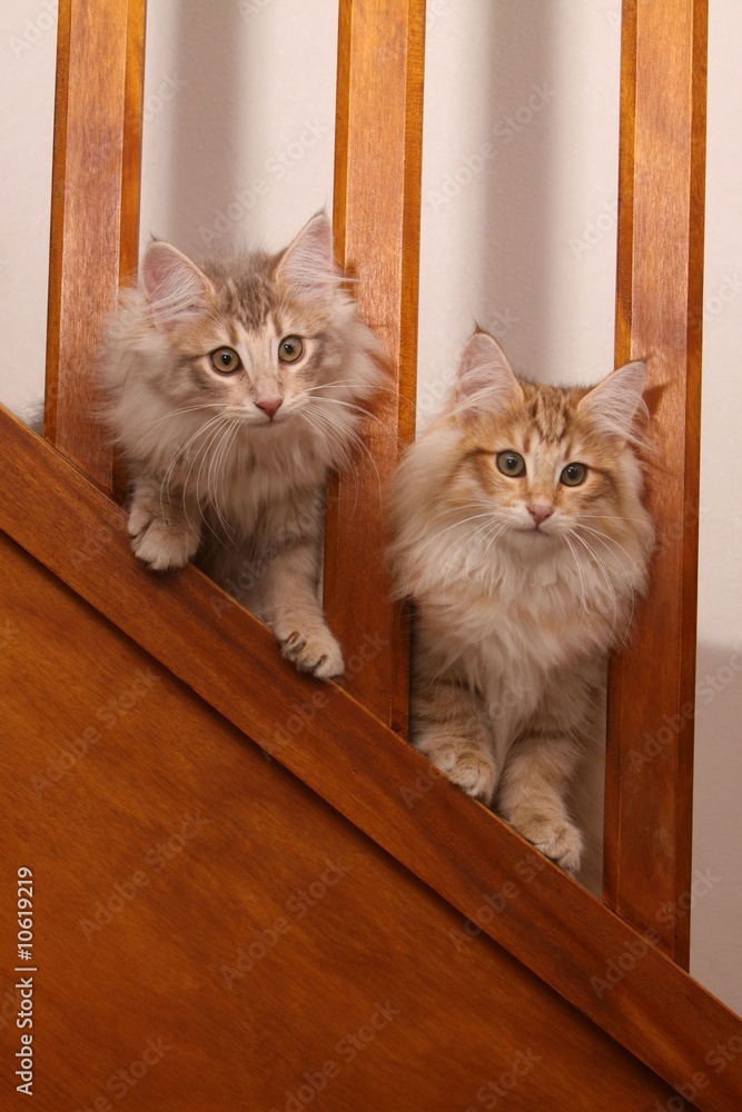 deux chatons norvegiens dans l'escalier