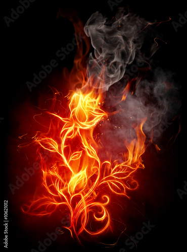 Fototapeta Naklejka Na Ścianę i Meble -  Fire rose